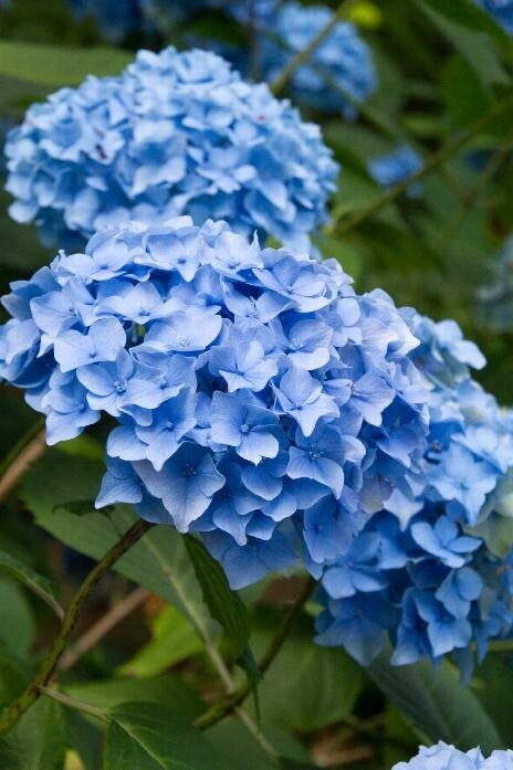 Hydrangea 'Nikko Blue' 1 gallon Hydrangea 'Nikko Blue' 1 gallon