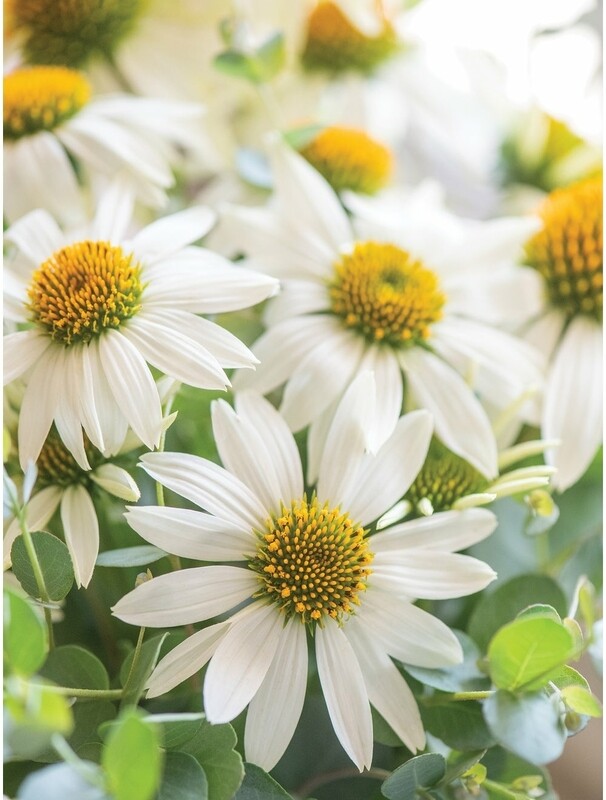 Echinacea &#39;Marry Me&#39; COMING SUMMER