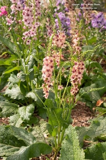 Verbascum &#39;Southern Charm&#39; 