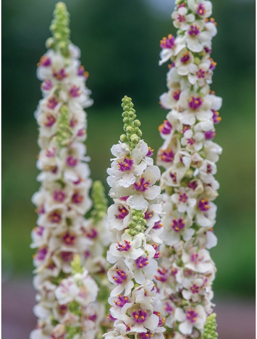 Verbascum 'Wedding Candles COMING SOON Verbascum 'Wedding Candles COMING SOON
