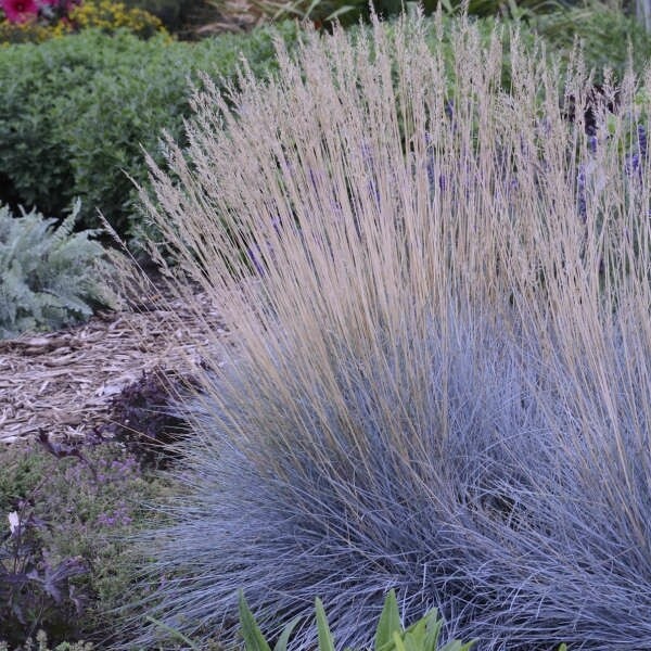 Blue Fescue