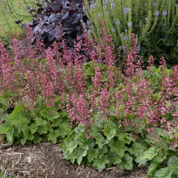 Heuchera &#39;Berry Timeless