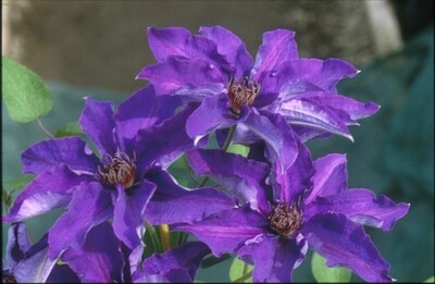 Clematis &#39;The President&#39; 