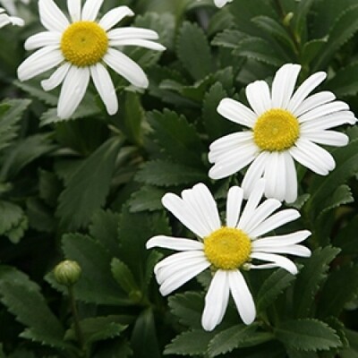 Nippon Daisy (Niponanthemum n.)