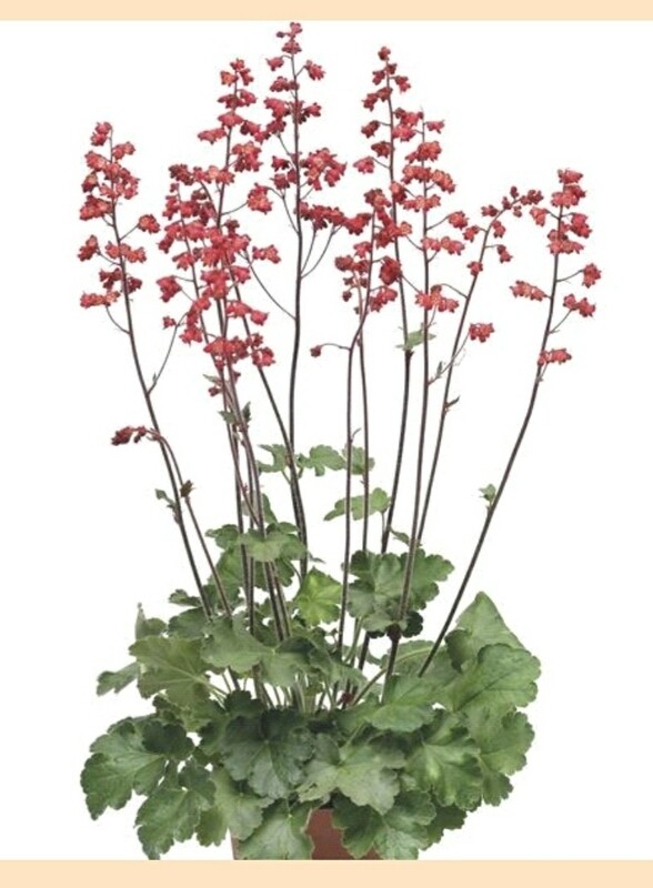 Heuchera &#39;Firefly (Coral Bells)COMING