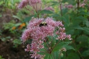 Eupatorium m. (Spotted Joe Pye) 