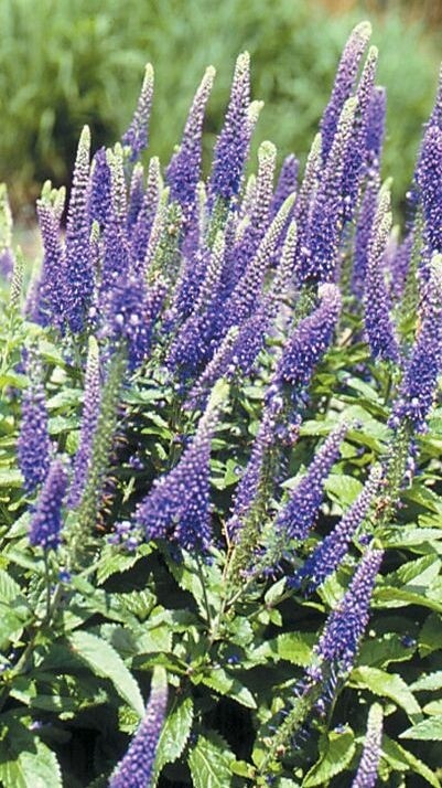Veronica 'Sunny Border Blue' Veronica 'Sunny Border Blue'