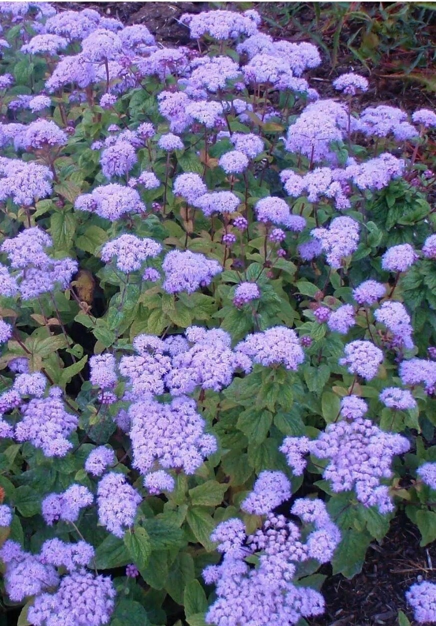Conoclinium C. (Blue Mist Flower) 