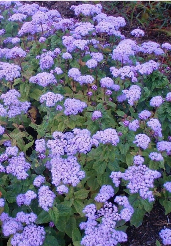 Conoclinium C. (Blue Mist Flower) 