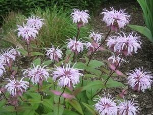 Monarda bradburiana (Eastern Beebalm,) 