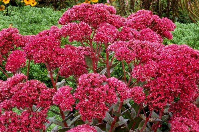 Sedum &#39;Thunderhead&#39; 