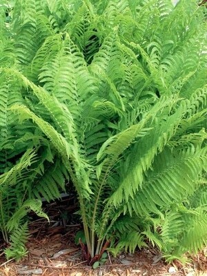 Ostrich Fern 