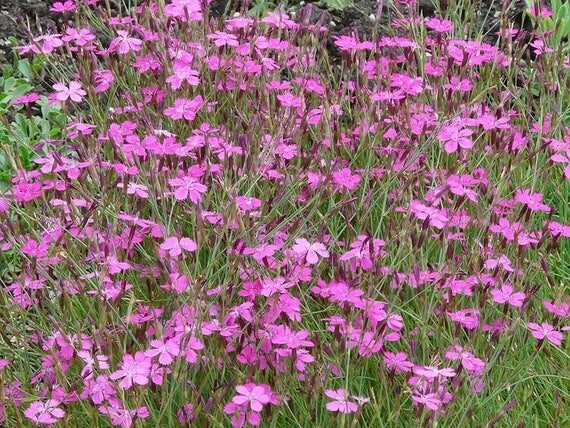 Dianthus d. &#39;Brilliancy&#39;