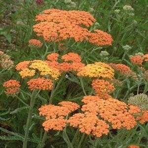 Achillea &#39;Terra Cotta&#39; 