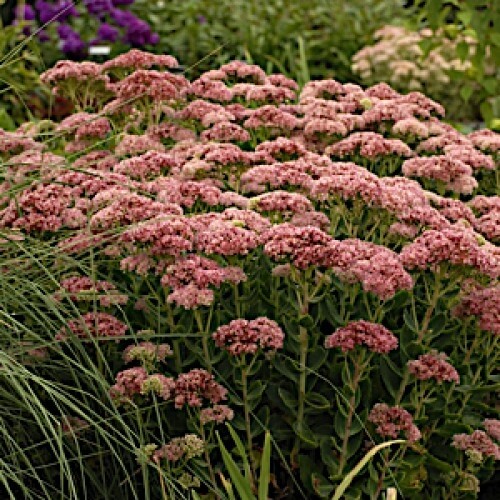 Sedum 'Autumn Fire' Sedum 'Autumn Fire'