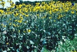 Rudbeckia maxima (Giant Coneflower)