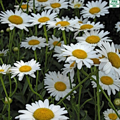 Leucanthemum &#39;Silver Princess&#39; 