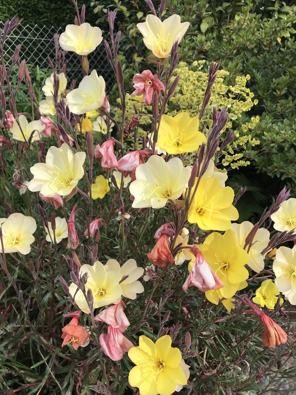 Oenothera 'Lemon Sunset'  COMING