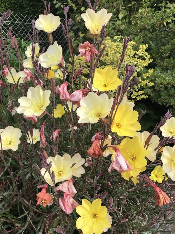 Oenothera 'Lemon Sunset' COMING Oenothera 'Lemon Sunset' COMING