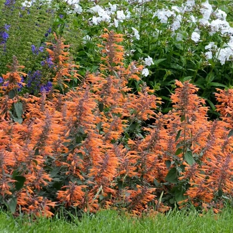 Agastache &#39;Apache Sunset&#39; &#39; 