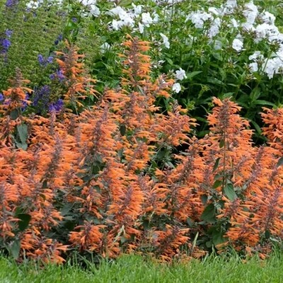 Agastache &#39;Apricot Sprite&#39; COMING SOON