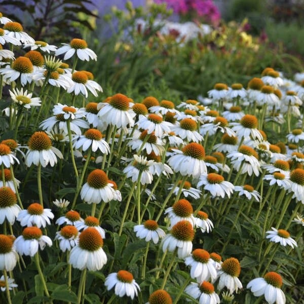 Echinacea &#39;White Swan&#39; COMING SOON