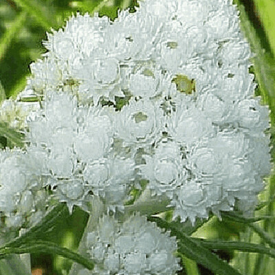 Anaphalis m.(Pearly Everlasting)COMING SOON