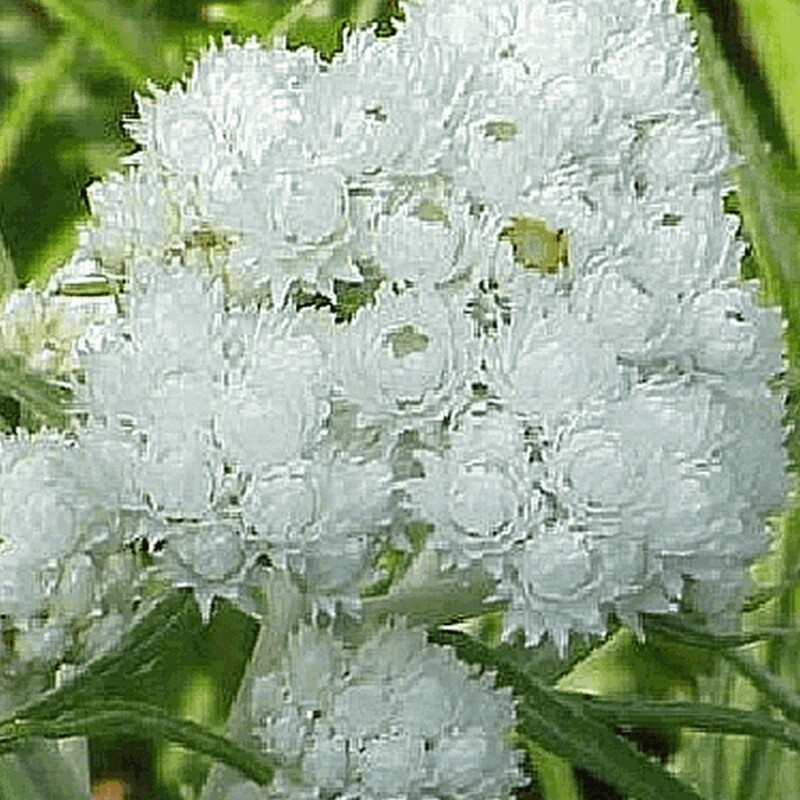 Anaphalis m.(Pearly Everlasting)