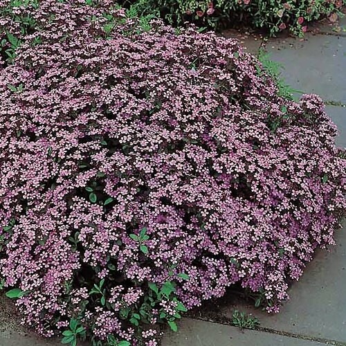 Saponaria o. (Soapwort)