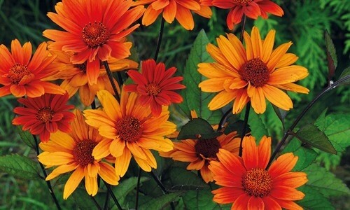Heliopsis &#39;Bleeding Hearts&#39; COMING
