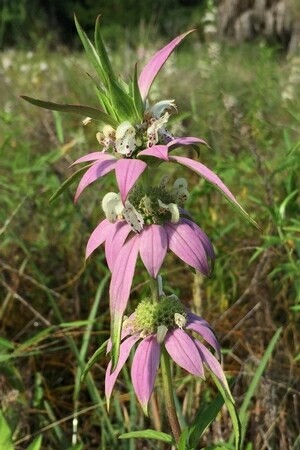 Monarda punctata (Spotted Bee Balm)