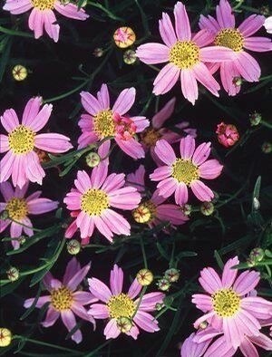 Coreopsis rosea 