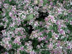 Aster lateriflorum &#39;Lady In Black&#39;