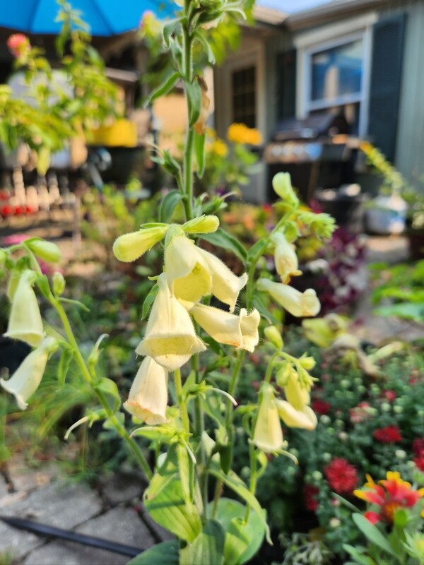 Digitalis &#39;Temple Bells&#39;