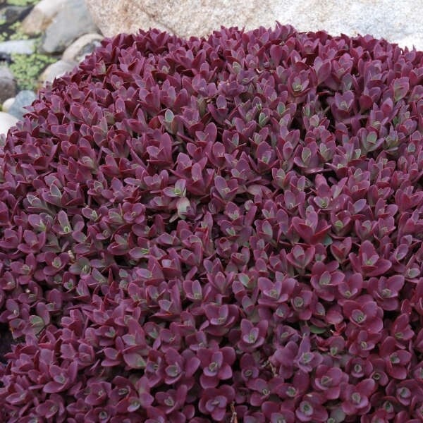 Sedum Firecracker Sedum Firecracker