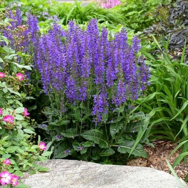 Salvia n. 'Marcus' Salvia n. 'Marcus'