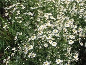 Boltonia asteroides 