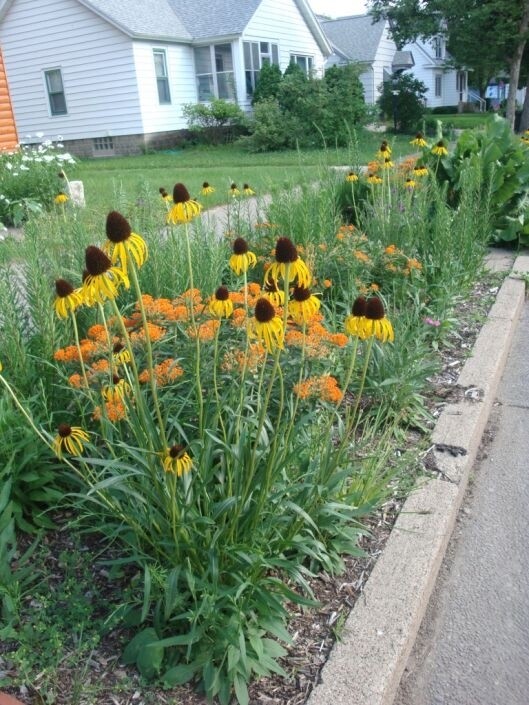 Echinacea paradoxa 