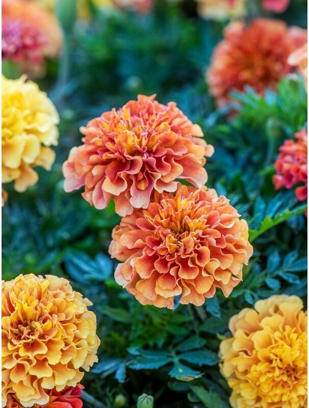 Marigold New World Strawberry Blond 4 inch pot 