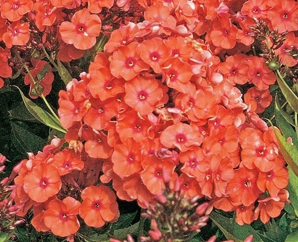Phlox p. Orange Perfection 