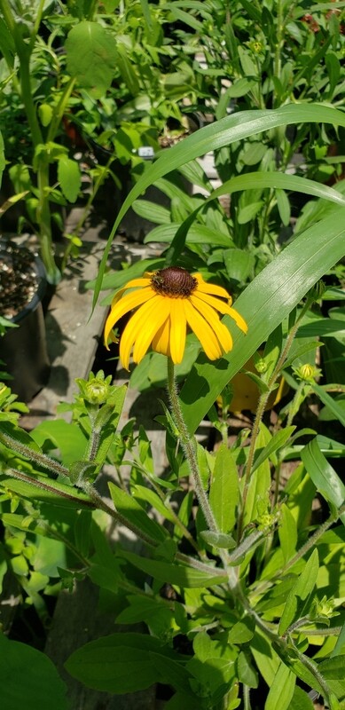 Rudbeckia fulgida  