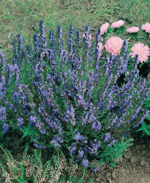 Hyssop (Hyssopus officinalis)