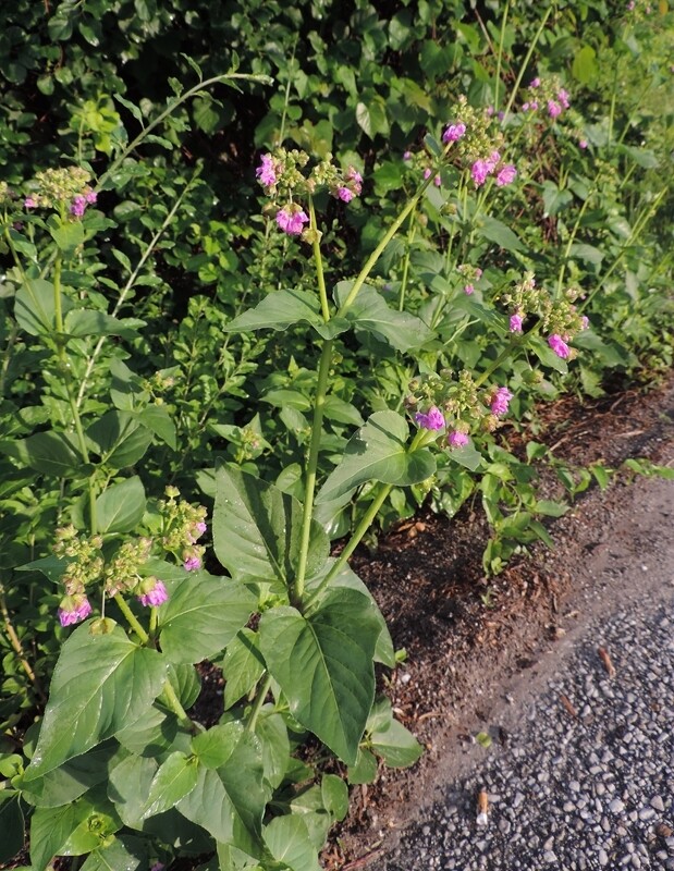 Mirabilis N. Native Four O&#39;Clock 