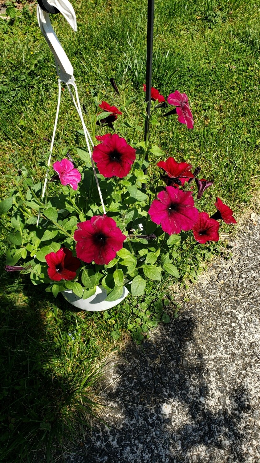 8" Hanging Purple Wave Petunia Basket