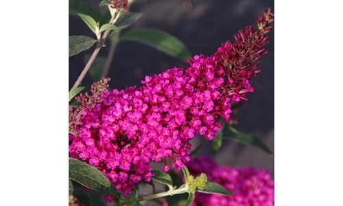 Buddleia &#39;Buzz Raspberry&#39; COMING