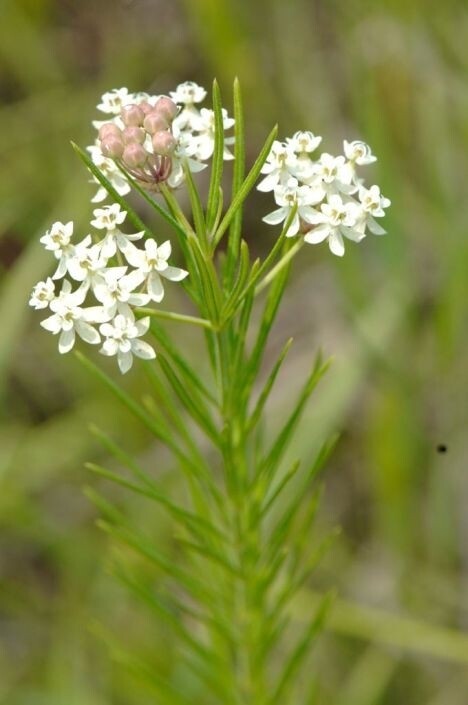 Asclepias verticillata (Whorled Milkweed)