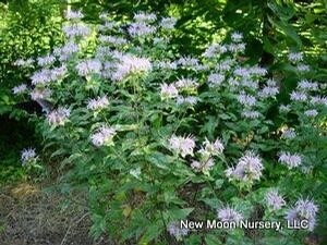 Monarda fistulosa 