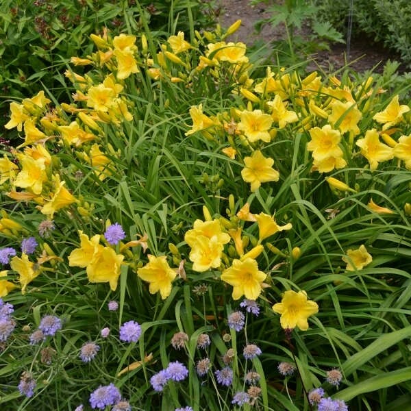Daylily &#39;Happy Returns&#39;