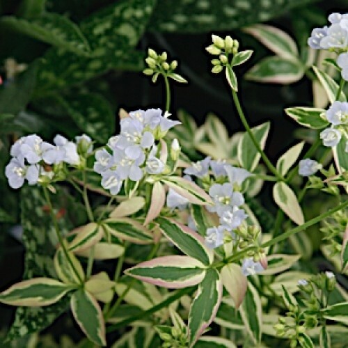 Polemonium reptans Stairway to Heaven 