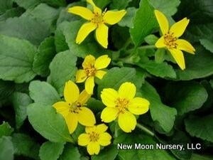Chrysogonum v.(,Green &amp; Gold) COMING